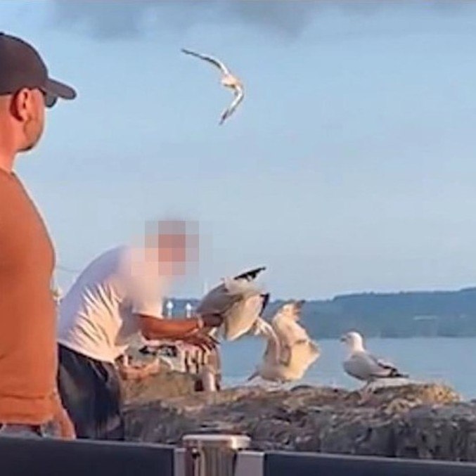 Gaivotas até merecem o tratamento, mas são protegidas por lei