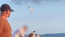 Homem esgana gaivota e a joga na água após ter um donut roubado