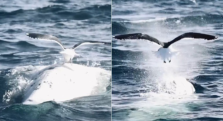 Gaivota surfista tirou onda nas costas de baleia, em registro de fotógrafo argentino