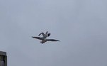 Outro momento chocante da natureza foi registrado em abril: uma gaivota surfando em cima de outra gaivota! As testemunhas do momento lúdico esquisito disseram que a brincadeira descompromissada durou cerca de 30 minutos