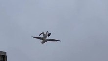 Flagrante absurdo: gaivota surfa em cima de outra gaivota em pleno voo