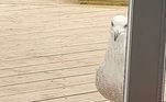 A presença da gaivota é tão irritante em um bairro das ilhas Wight, no Reino Unido, que ela até tem nome: Cedric