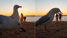 Gaivotas detonam vídeo romântico de casal com photobomb surreal 