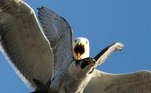 Não está fácil pra ninguém! Um grupo de gaivotas resolveu testar os limites da natureza e atacou um falcão-peregrino que tinha acabado de capturar uma pomba
