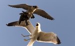 O falcão-peregrino é considerado o animal mais veloz do mundo, alcançando cerca de 320 km/h. Mas nem toda essa velocidade e agilidade o livrou do grupo de gaivotas ousadas