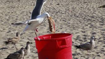 Air raid: Prisoners avoid sunbathing so as not to lose seagulls’ food – 7 o’clock