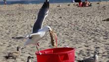 Ataque aéreo: prisioneiros evitam banho de sol para não perder comida para gaivotas