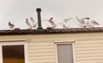 Uma mulher bastante incomodada com a barulheira produzida pelos vizinhos nas horas mais impróprias se vingou com um exército de gaivotas ainda mais barulhentas