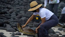 Rastreamento preserva a vida de animais marinhos em Galápagos 