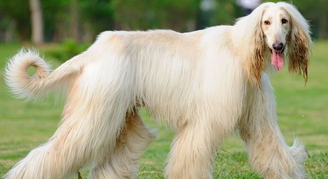 Galgo afegão - origem e principais características típicas da raça