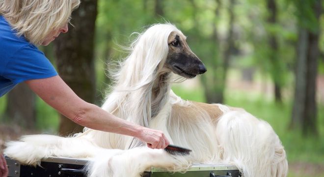 Galgo afegão - origem e principais características típicas da raça