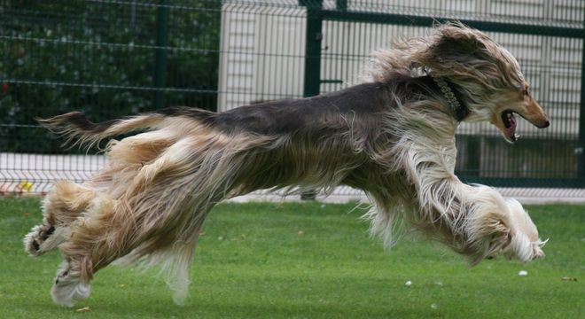 Galgo afegão - origem e principais características típicas da raça