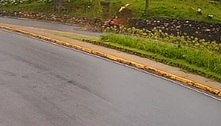 Galho de árvore quebra, despenca sobre moto e provoca lesão na coluna de motociclista; assista 