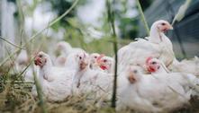 China detecta primeiro caso humano de gripe aviária 