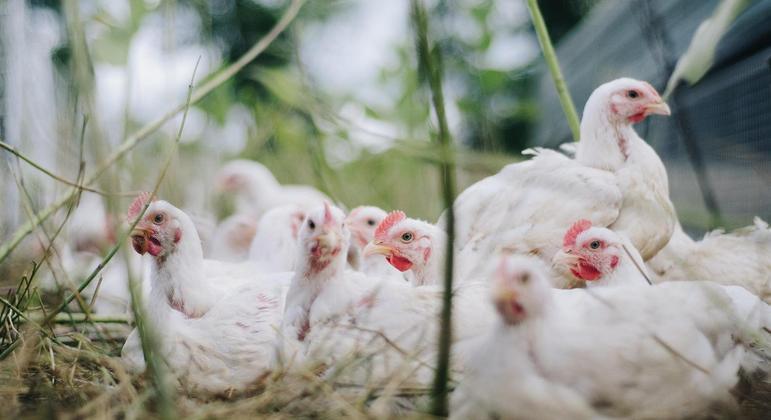 Autoridades afirmam que o risco de transmissão da gripe aviária entre pessoas é pequeno