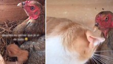 Mãe é quem cria! Gata dá à luz em ninho e filhotes são 'roubados' por galinha