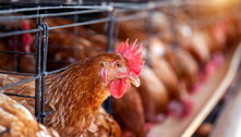 Saúde monitora primeiro caso suspeito de gripe aviária em humano 