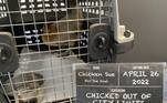 Após vários dias foragida, uma galinha — que foi apelidada de 'a mais procurada' de Charlestown, uma cidade de Indiana, nos Estados Unidos — finalmente foi presa!