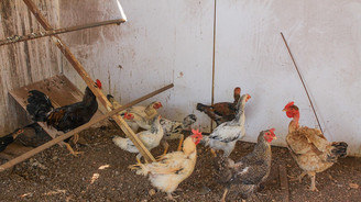 Governo do DF proíbe eventos com aves após casos de gripe aviária na América do Sul (Agência Brasília/ Divulgação- 17.10.2022)