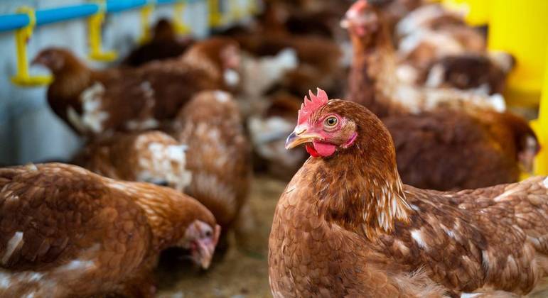 Em janeiro, o Reino Unido detectou caso de transmissão do H5N1 para humano
