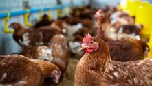 Atual surto de gripe aviária H5N1 acende alerta na comunidade científica