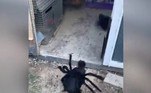 A filmagem mostra Elvis dando passeios na granja, o que assustou praticamente todas as galinhas