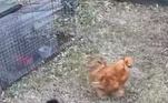 Um galo preto vestido de aranha espalhou o terror em um galinheiro no Texas