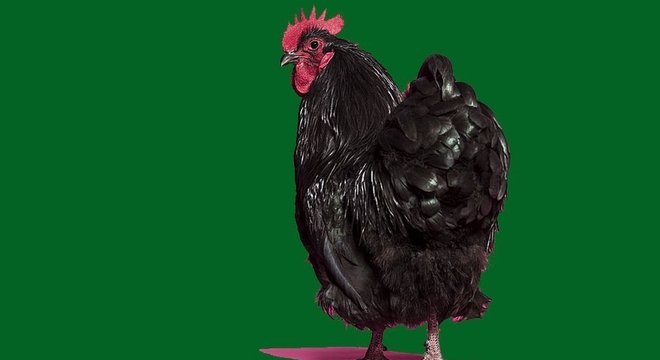 Quem diria que a resposta para entender nosso sistema imunológico estaria na cloaca das galinhas