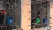Polícia Ambiental resgata 70 galos que eram utilizados em rinha em SP 