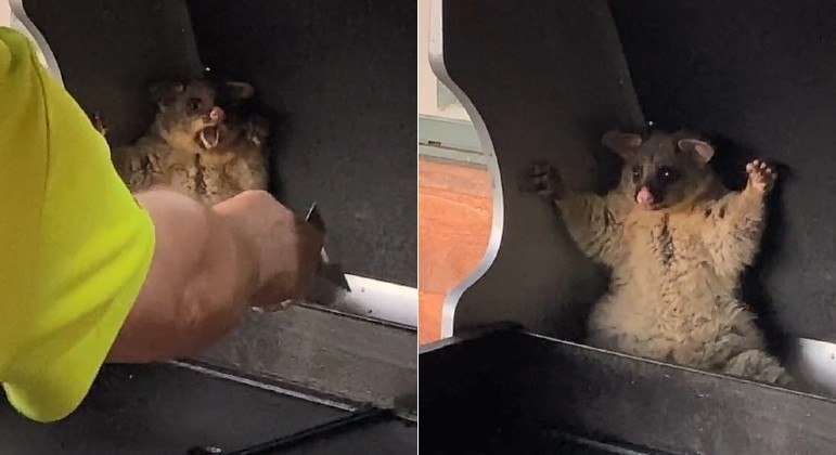 Gambá foi flagrado dentro de chapa por família australiana