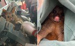Um jovem gambá precisou ser resgatado das engrenagens responsáveis pela reposição dos pinos de uma pista de boliche, em Brisbane, na Austrália