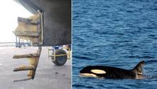 Embarcação de brasileiro é atacada por grupo de orcas e quase afunda em alto mar