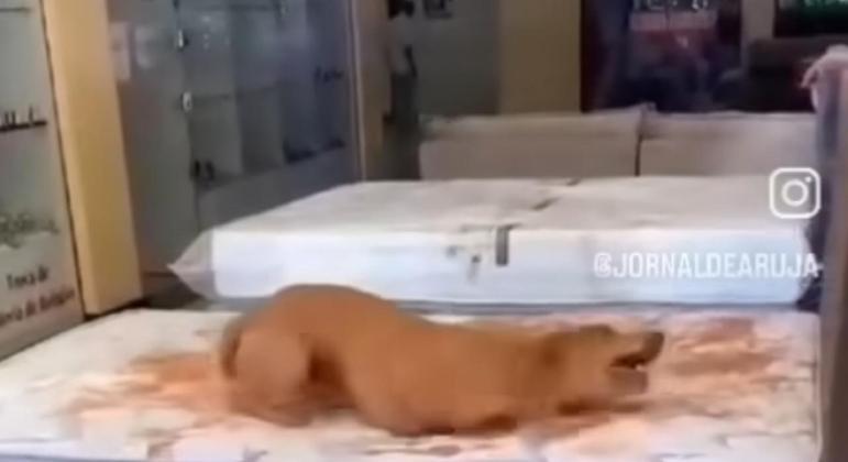 Gangue do Caramelo Invade Loja de Colchões: Alegria Canina Causa Prejuízo e Diversão