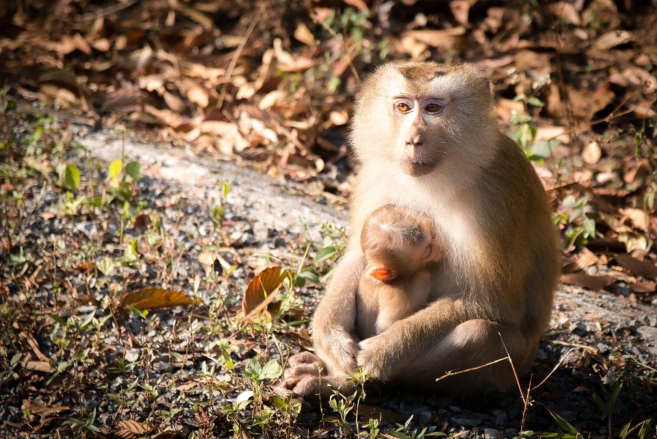 Vingança da natureza: macacos invadem mercado e espalham o caos para roubar  bananas - Hora 7 - R7 Hora 7