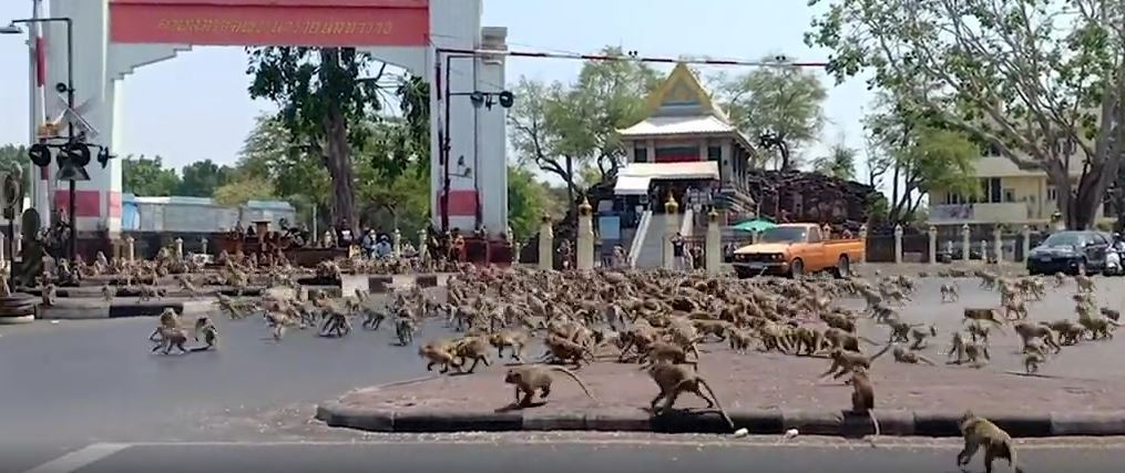 Vingança da natureza: macacos invadem mercado e espalham o caos para roubar  bananas - Hora 7 - R7 Hora 7