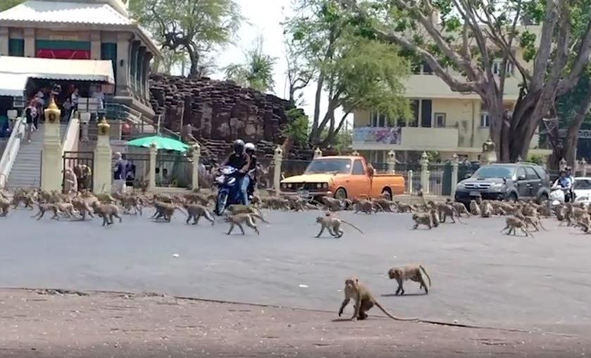 Vingança da natureza: macacos invadem mercado e espalham o caos para roubar  bananas - Hora 7 - R7 Hora 7