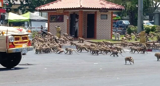 Vingança da natureza: macacos invadem mercado e espalham o caos para roubar  bananas - Hora 7 - R7 Hora 7