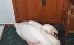 Após fazer força e conseguir entrar no cômodo, ela descobriu o motivo da explosão: um cisne, que parecia triste e estava completamente ensanguentado