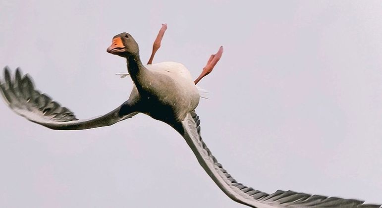 Extrañas fotos muestran a un ganso volando boca abajo