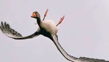 Fotografia bizarra mostra ganso voando de cabeça para baixo