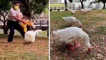 Avô desesperado usa a própria neta para bater em ganso enfurecido (Reprodução/Vídeo/Daily Mail)