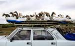 Existem imagens que nem precisam de contexto e essa é uma delas: uma caravana de gansos viajando tranquilamente de carona em um carro no Azerbaijão. Imigrar pra que?