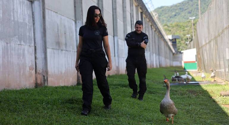 Policiais elogiaram a eficiência dos gansos de guarda