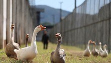 Prisão brasileira substitui cães de guarda por gansos barulhentos e vigilantes
