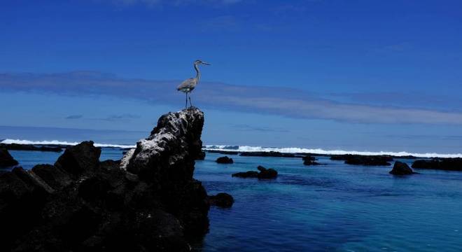 Frota pesqueira chinesa ameaça vida selvagem das Ilhas Galápagos