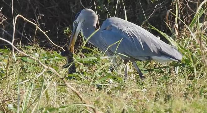 Garça devorou filhote de jacaré na região do lago Apopka, na Flórida
