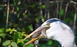 Essas aves são conhecidas justamente por não terem medo de comer animais de variados tamanhos — assim como os pelicanos