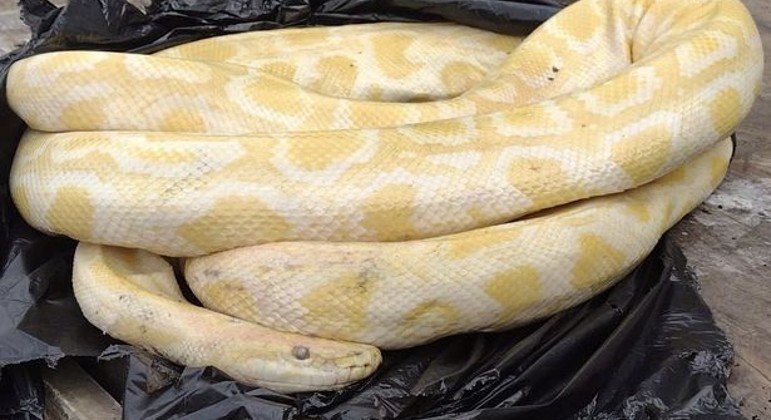 Serpente albina foi encontrada em pilha de lixo por garis na Inglaterra