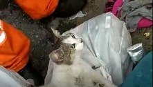 Garis encontram gato dentro de saco de lixo em Belo Horizonte 