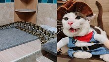 Garotinha fica devastada ao saber que gato foi devorado por serpente 